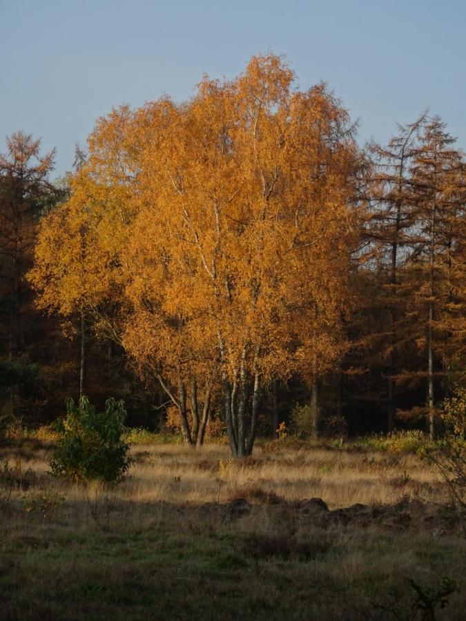 Veluwe Park Reewold Chalet Vision Putten Εξωτερικό φωτογραφία