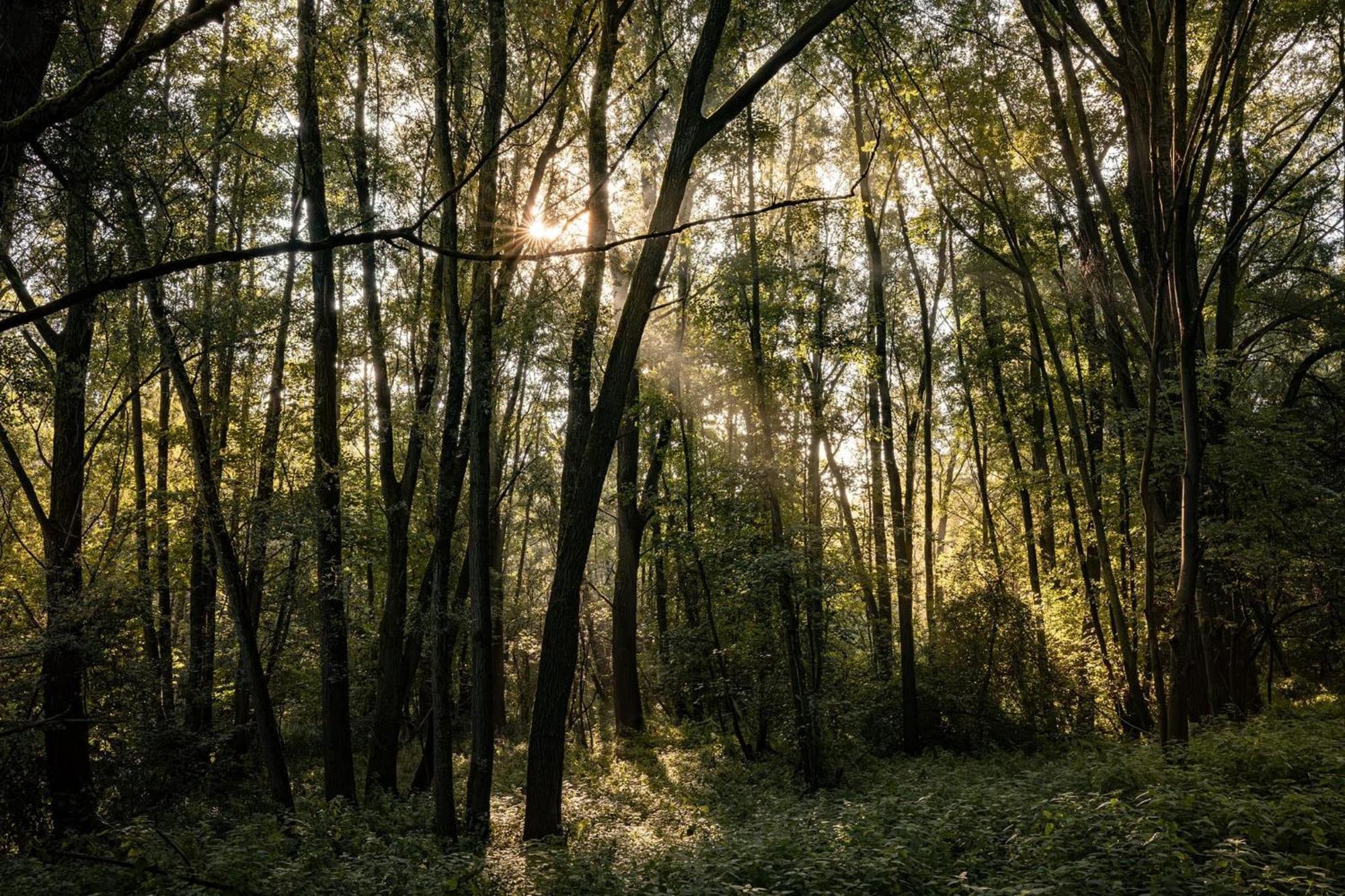 Veluwe Park Reewold Chalet Vision Putten Εξωτερικό φωτογραφία